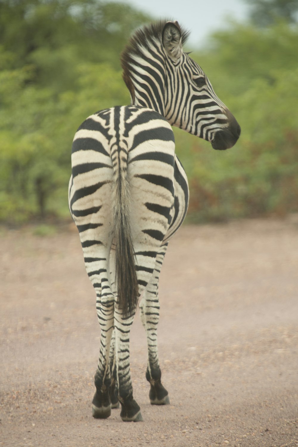 shallow focus photography of zebra