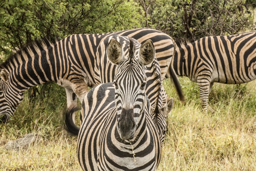 black-and-white zebras eating grass during daytime