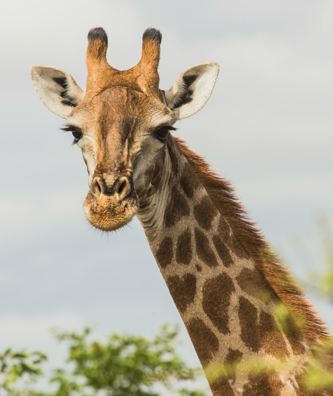  giraffe's face at the open field giraffe