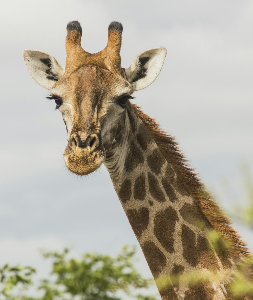 La cara de la jirafa en campo abierto