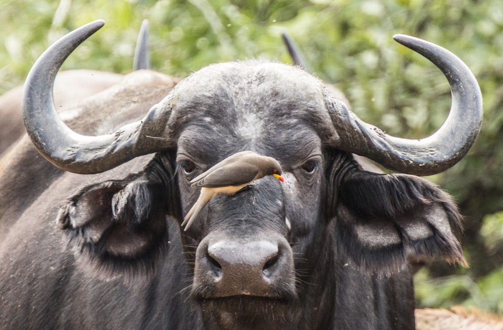 uccello sulla faccia del bufalo d'acqua nera