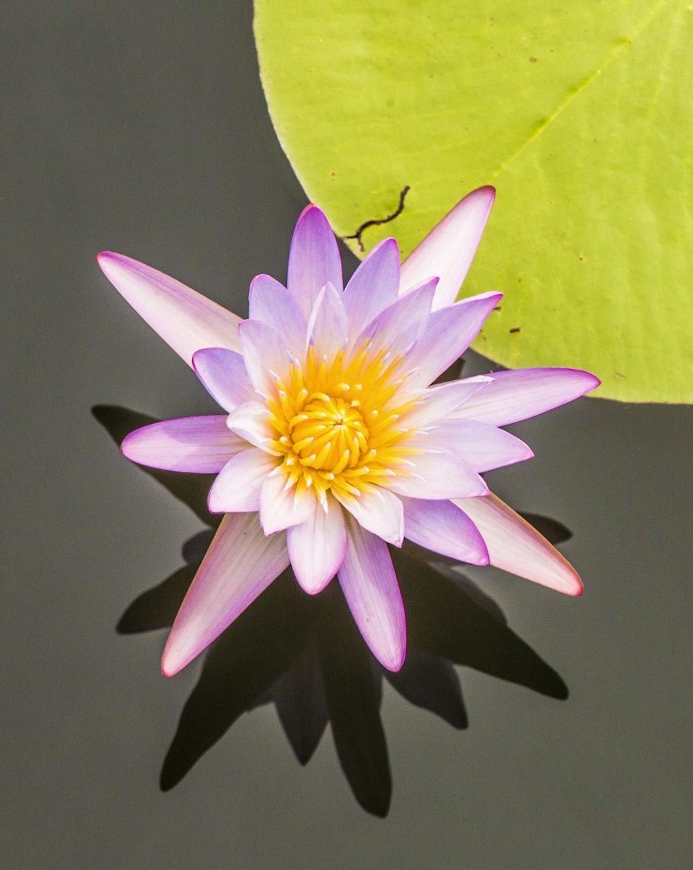 pink and yellowlotus flower in pond