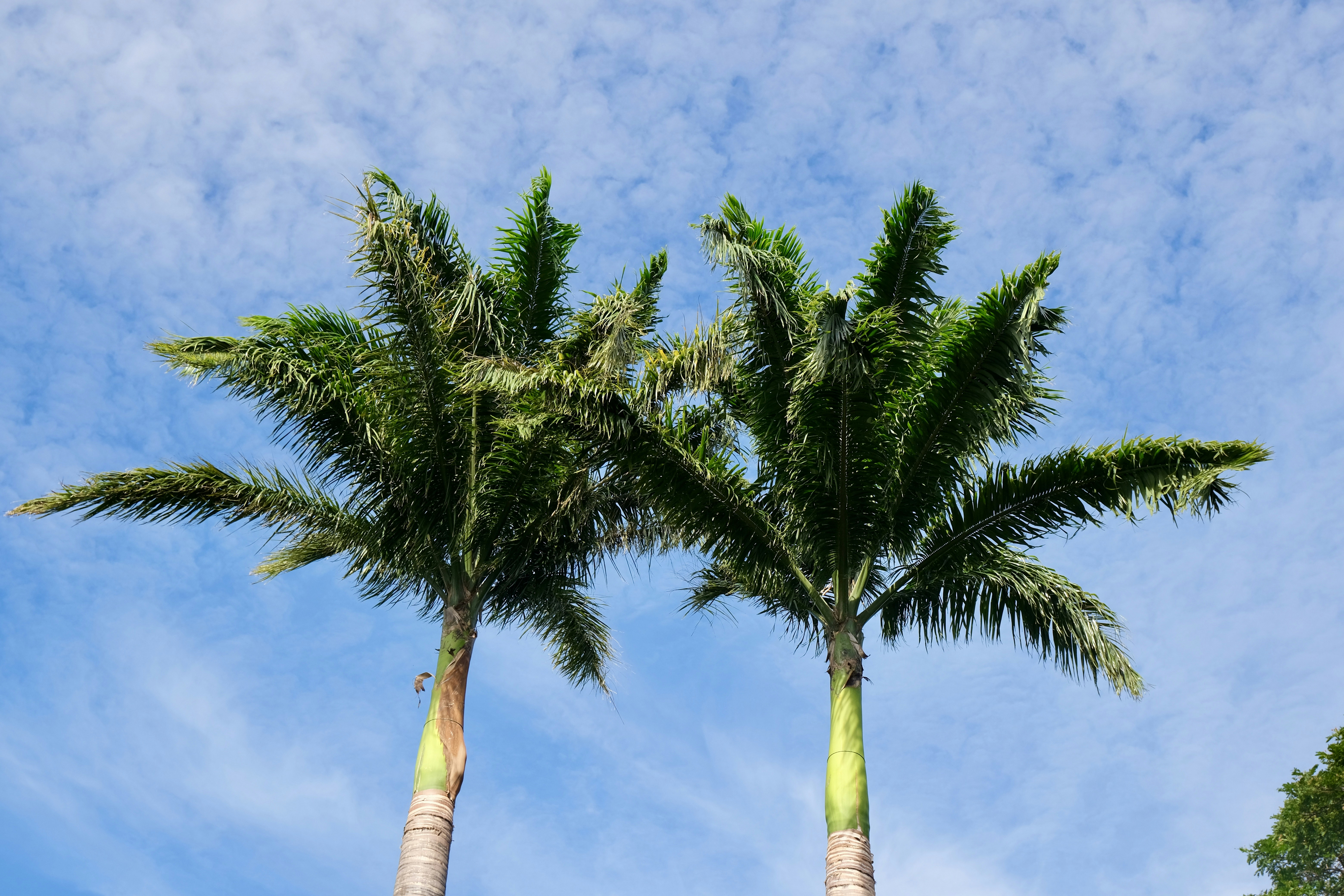 Two palm trees at Kaanapali Shores in Lahaina Beach