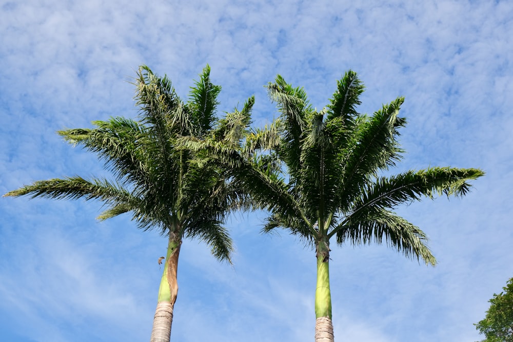 two green palm trees