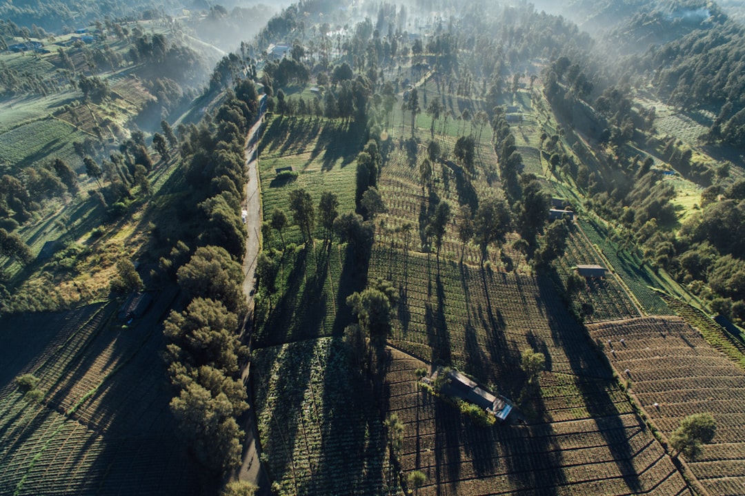 aerial photo of green-leafed trees