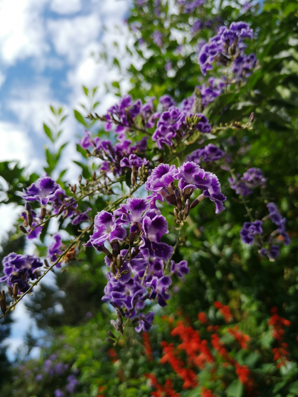 selective focus photography of purple flowers
