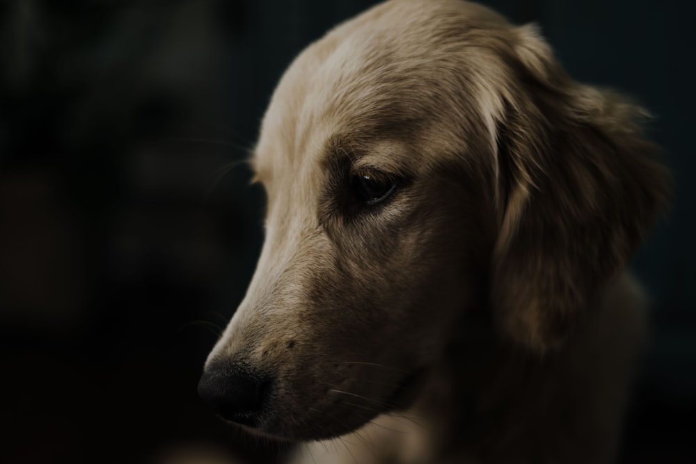 ショートコートの茶色の犬