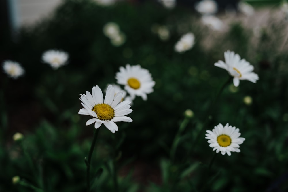 margherita bianca in fiore