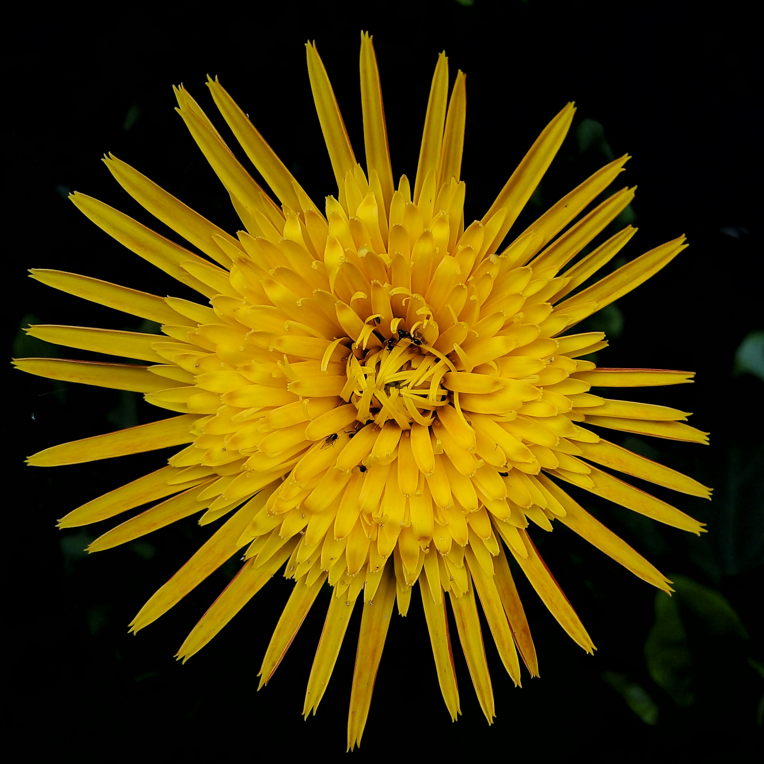 flor de pétalas amarelas