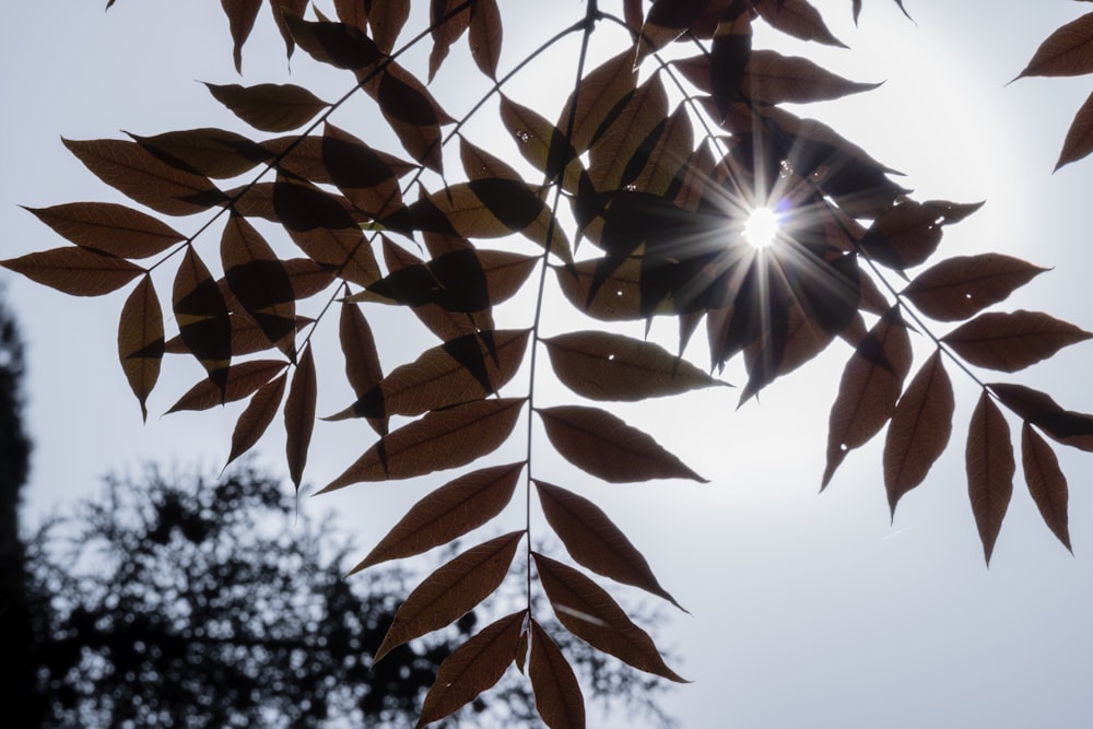 brown leafy tree