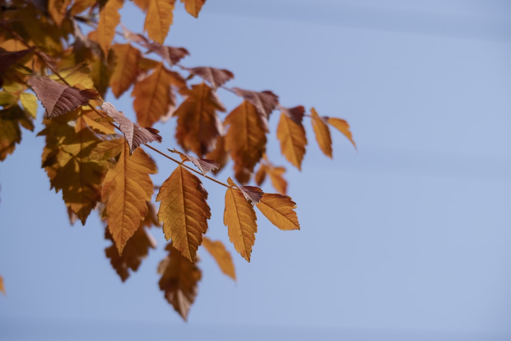 selective focus photography of brown leaves