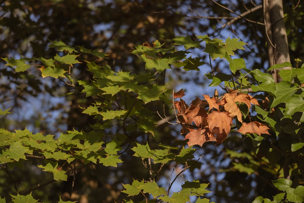 Fotografia a fuoco selettivo di alberi verdi