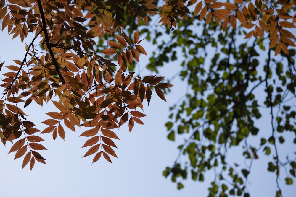 low angle view of tree leaves