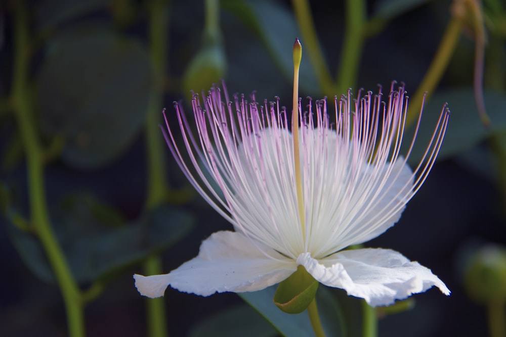 white and pink flowered plant