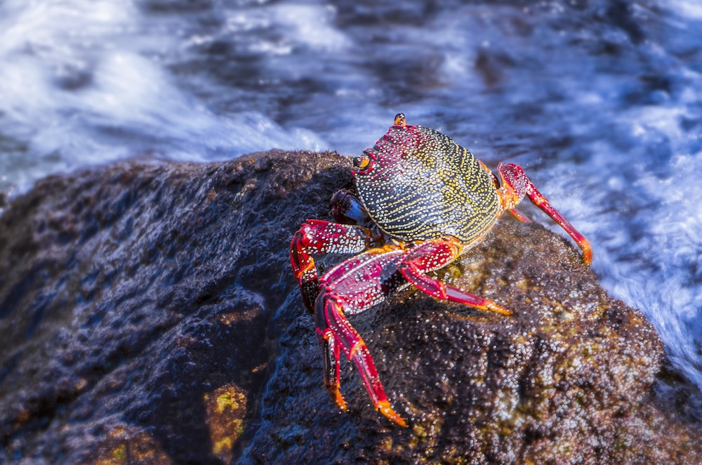 brown and red crab on brown rock in beach