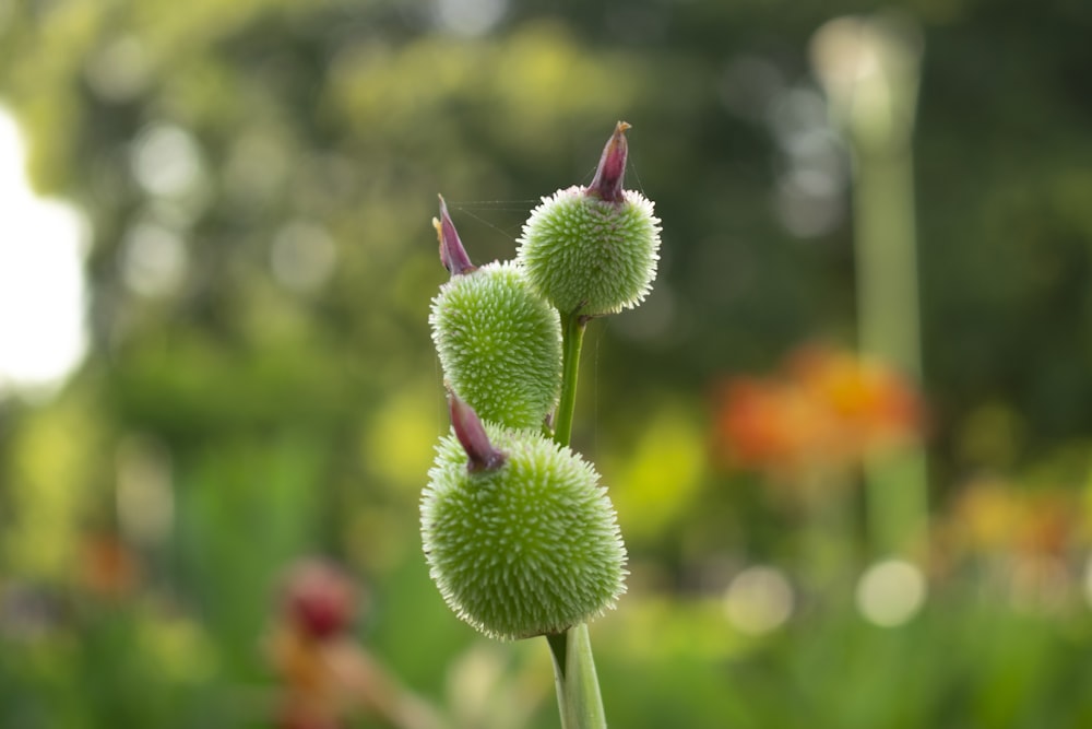 shallow focus photography of green flower