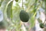 selective focus photography of green fruits