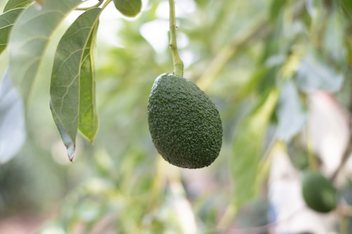 selective focus photography of green fruits