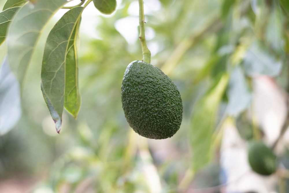 selective focus photography of green fruits