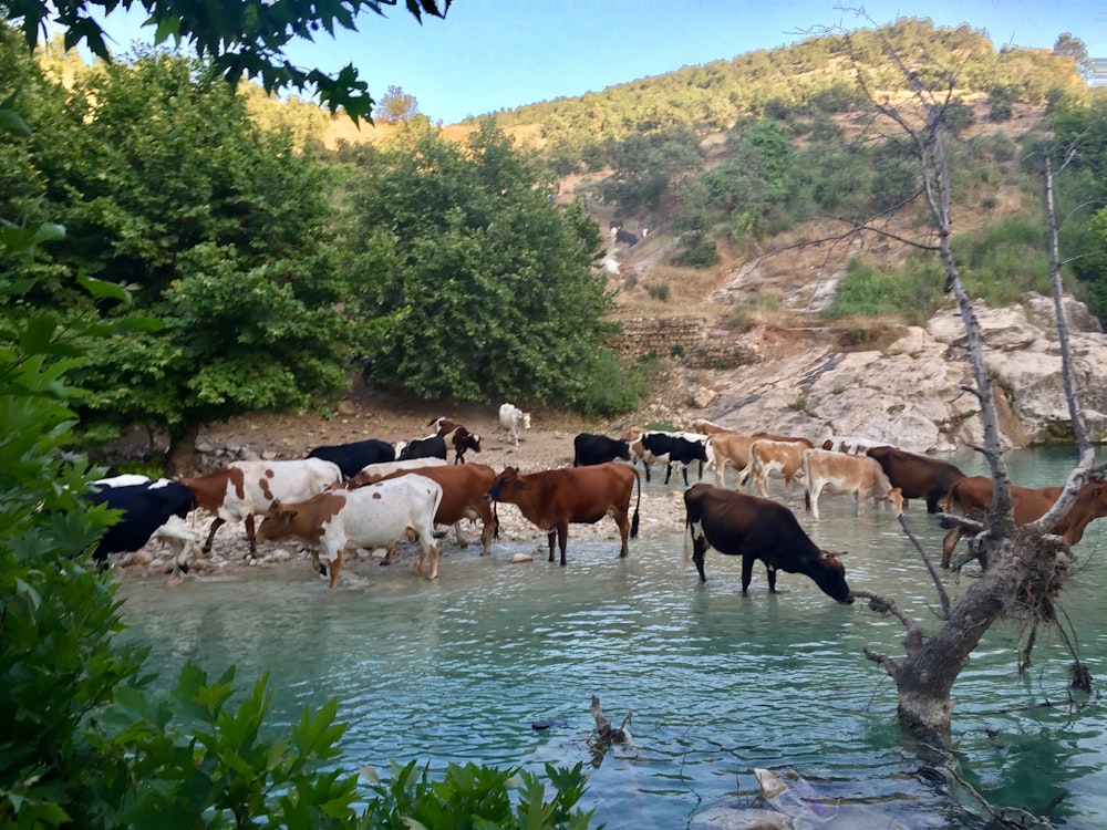rebaño de ganado en el río
