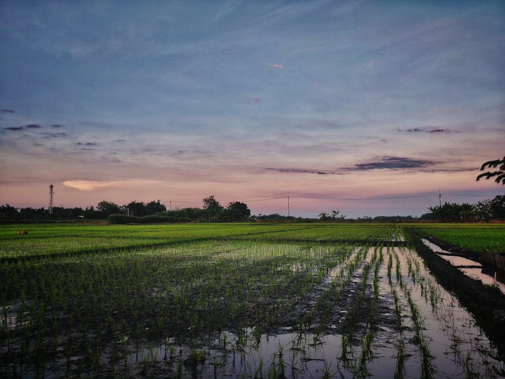 green fields during golden hour