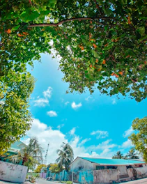Sunlit tropical coastal town street with vibrant fuchsia flowers and lush greenery.