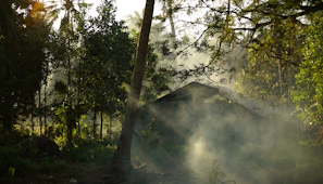 Lush green forest surrounding the cottage with morning mist weaving through the trees