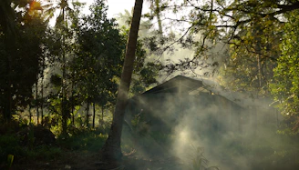 Lush green forest surrounding the cottage with morning mist weaving through the trees