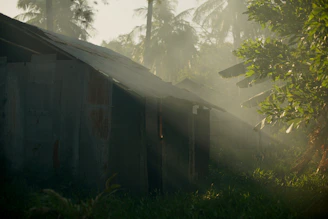 Sunlight filtering through coffee plants on a misty morning at Tierras Tranquilas farm.