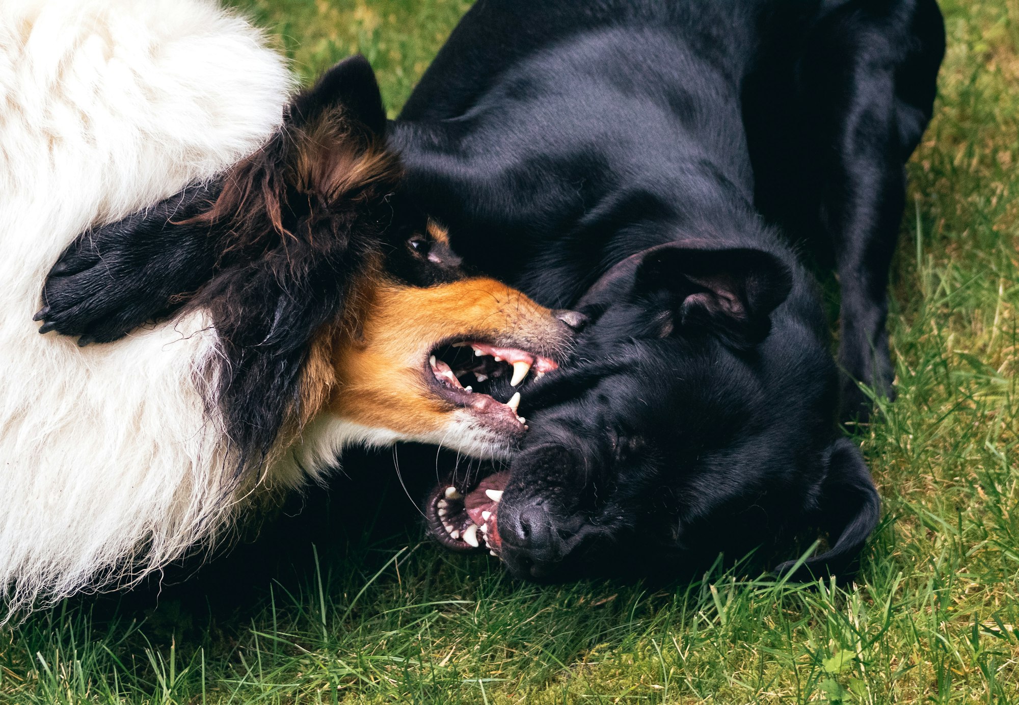 Dog Fights and what to do when it happens