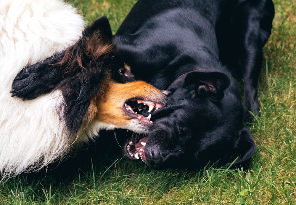 two dogs fighting on grass