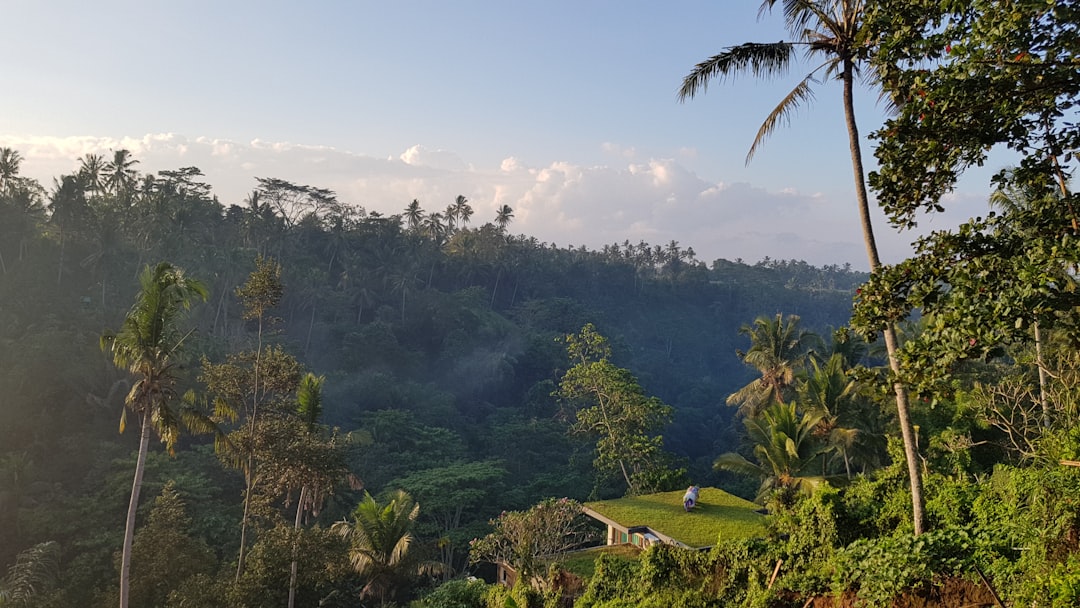 Jungle photo spot Jl. Bangkiang Sidem No.1 Mount Batur