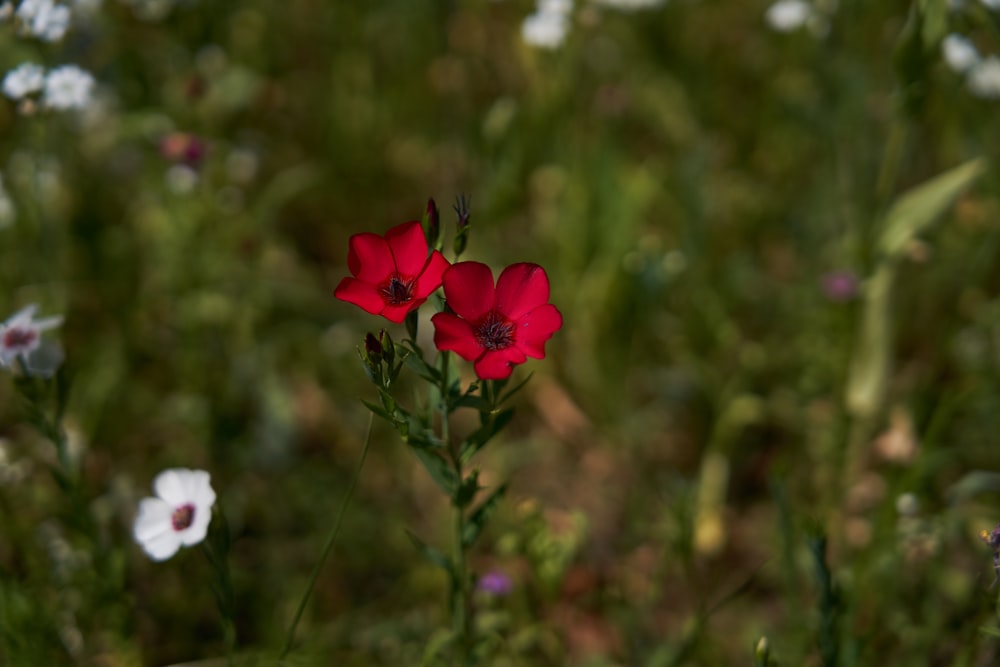 red petaled flower