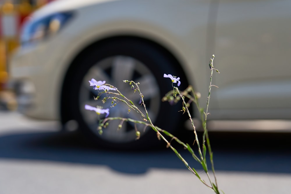 Un primer plano de una flor cerca de un coche