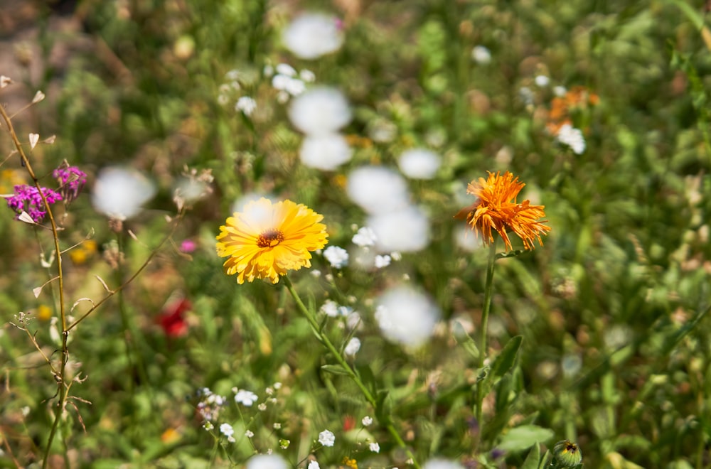 selective focus photography of orange and yellow flowers