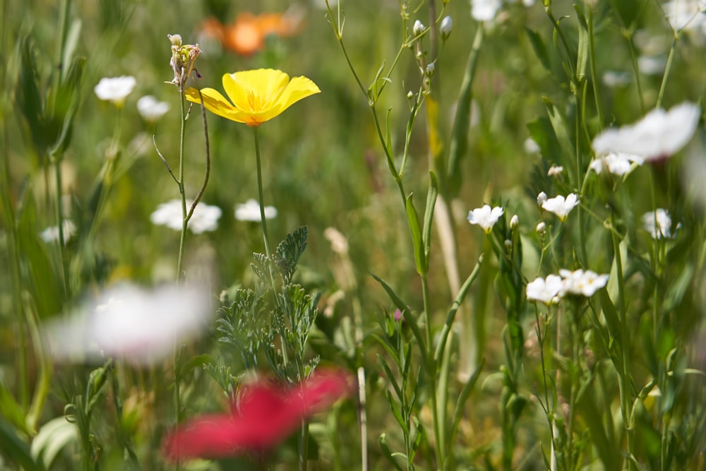 bed of flowers