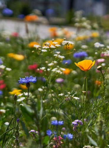 assorted-color flowers