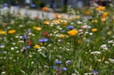 assorted-color flowers