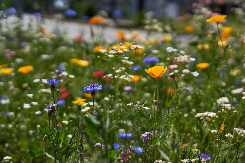 色とりどりの花々