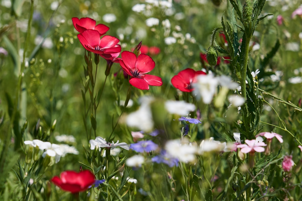 red petaled flowers during daytime