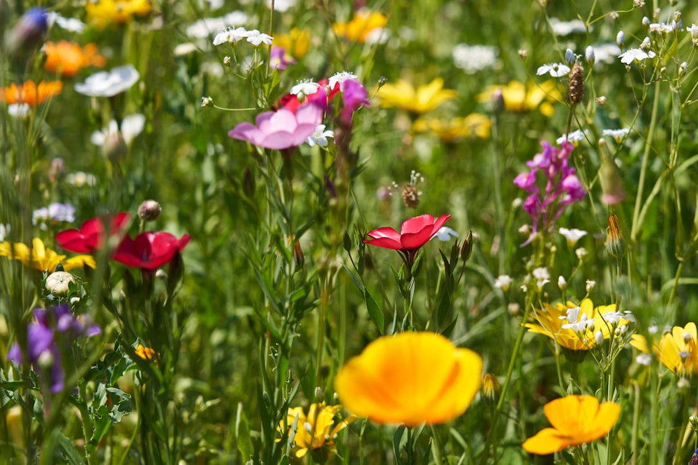 assorted-color flowers