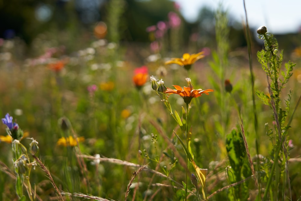 view of assorted-color flowers at the open field