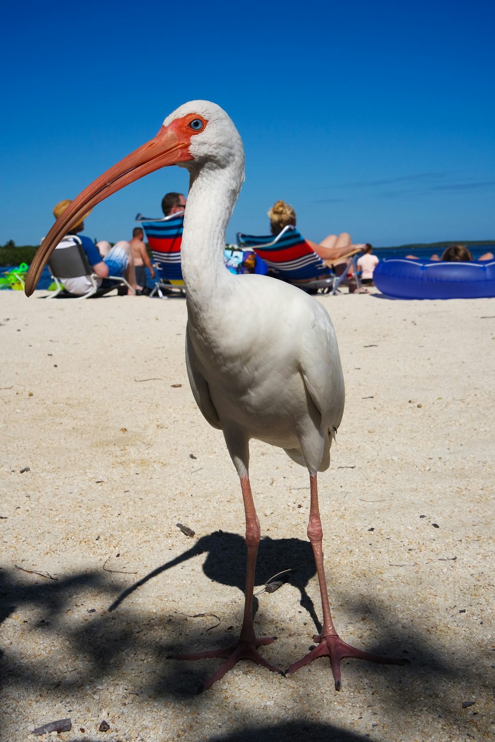 white flamingo on seashore