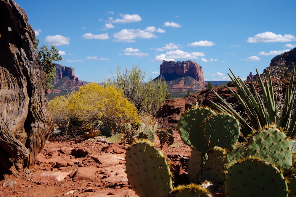 green cacti plant