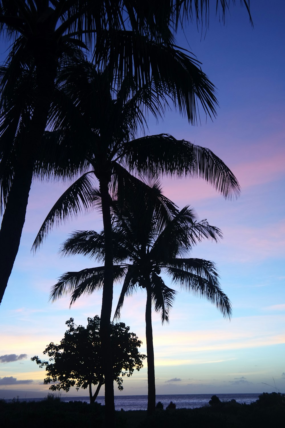 silhouette view of trees during golden hour