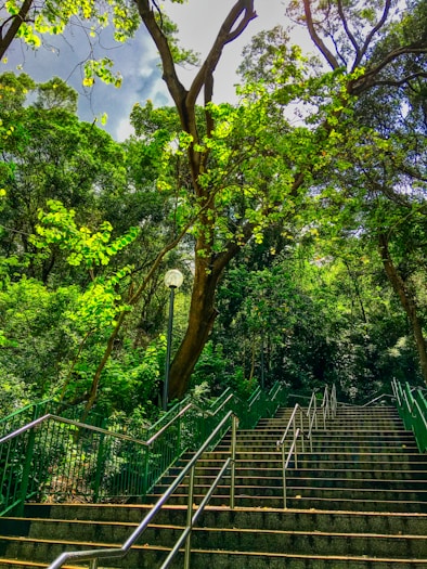 stairs with rails surrounded with trees