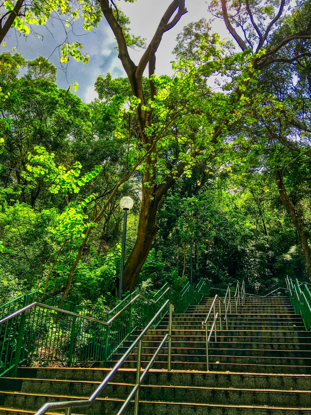 stairs with rails surrounded with trees