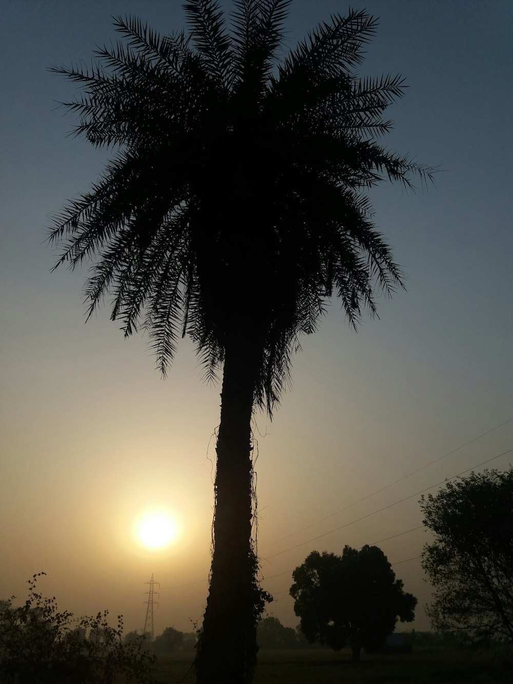 silhouette of palm tree