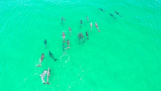 Vibrant image of a pod of dolphins in full spectrum colors representing the Gold Tier.