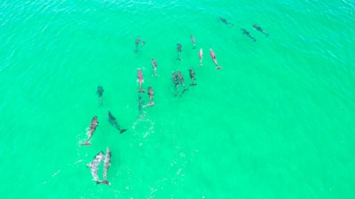 Vibrant image of a pod of dolphins in full spectrum colors representing the Gold Tier.